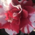 Ruth Manier